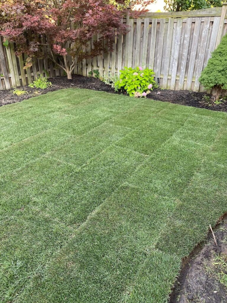 This backyard has a new lawn for family and pets to enjoy