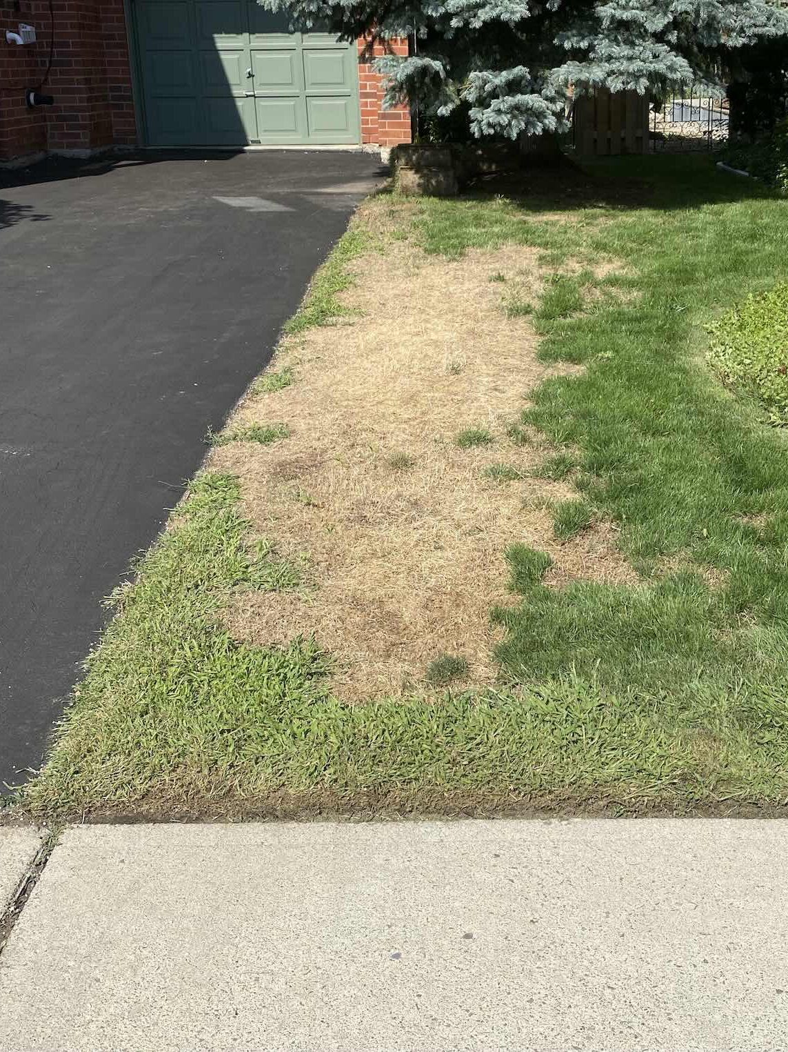 Lawn damage caused from driveway salt